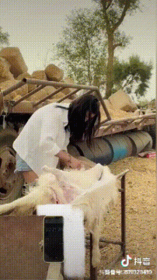 抖音噶羊什么意思？