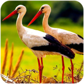 终极仙鹤模拟器游戏下载