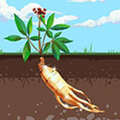 赶山夺笋无限金币版