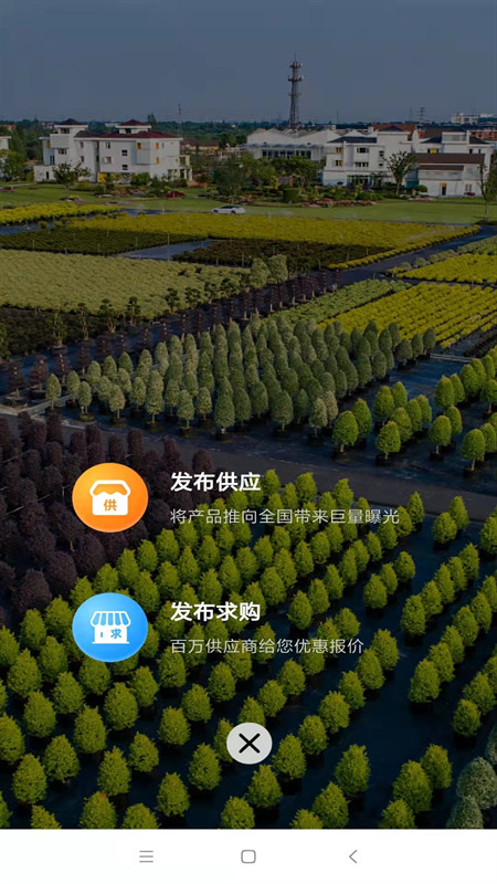 中数苗