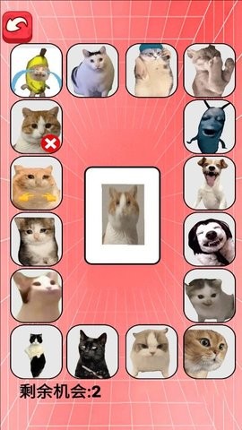 猫meme考试