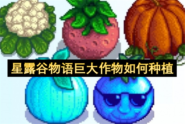 星露谷物语巨大作物种植技巧