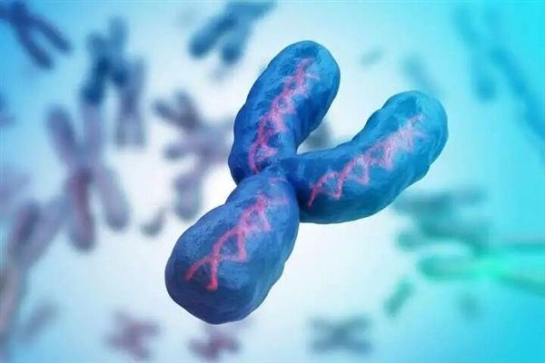 1000多万年后 Y染色体可能要消失 到时男性会怎么样