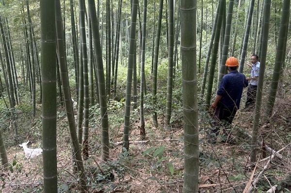 9只羊晚上推开栅栏越狱 新鲜羊粪暴漏行踪 找到时正在山顶悠闲吃草