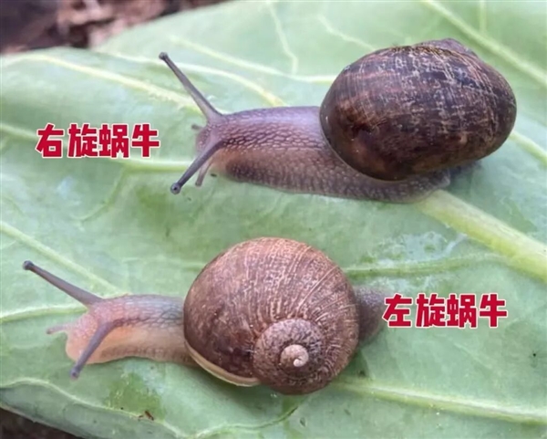 新西兰为一只蜗牛征婚：“左撇子”螺壳反向注孤生