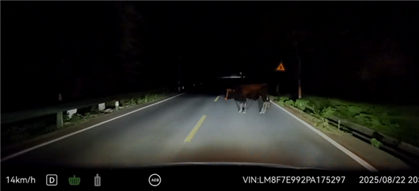 问界M7夜间山路偶遇大黑牛：暗光环境AEB一脚刹停