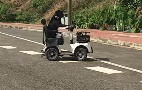 拉布拉多独自驾电动车上路被扣车 狗主人:它是网红 还在学叉车