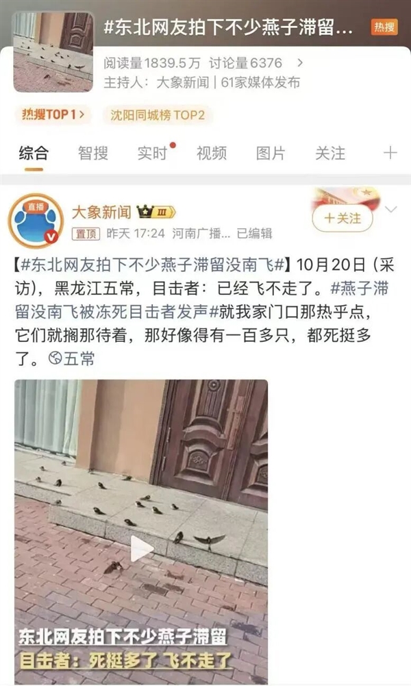 东北网友拍下大量燕子滞留:死了很多 已经飞不走了