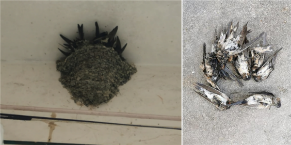东北网友拍下大量燕子滞留:死了很多 已经飞不走了
