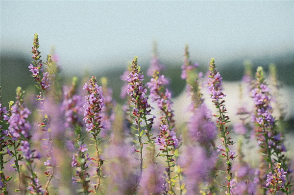 尼康Zf全画幅微发布3.0固件:添加胶片颗粒 重拾胶片摄影韵味