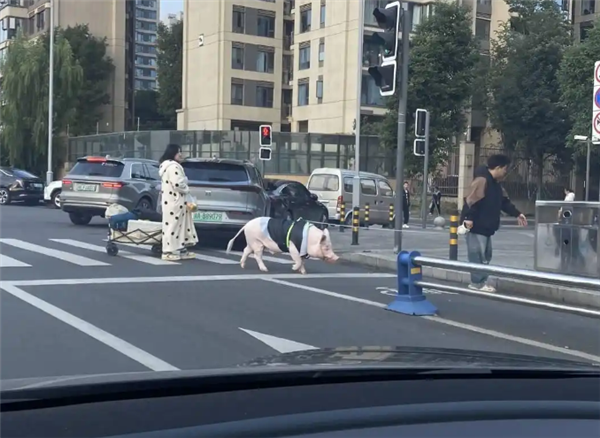 成都情侣遛130斤大猪引围观:有专属独立卫浴卧室  每月千元伙食费