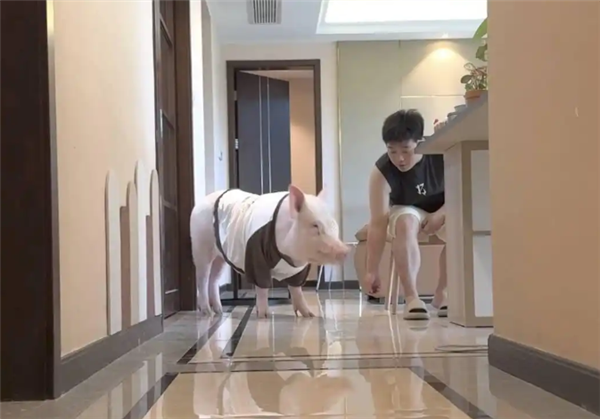 成都情侣遛130斤大猪引围观:有专属独立卫浴卧室  每月千元伙食费