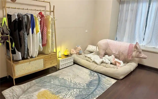 成都情侣遛130斤大猪引围观:有专属独立卫浴卧室  每月千元伙食费