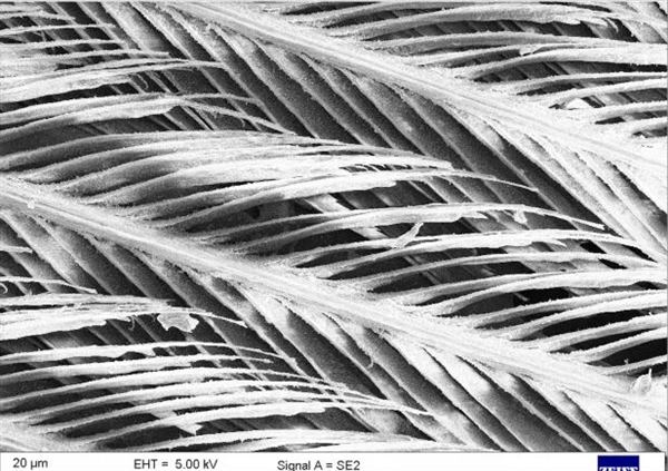 真的想问:下雨天的时候 鸟都在干什么呢