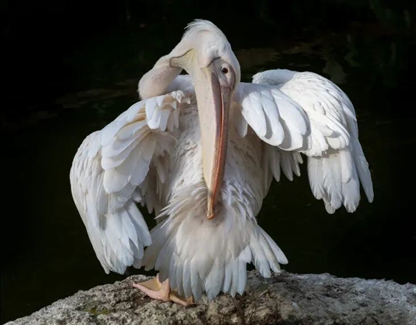 真的想问:下雨天的时候 鸟都在干什么呢