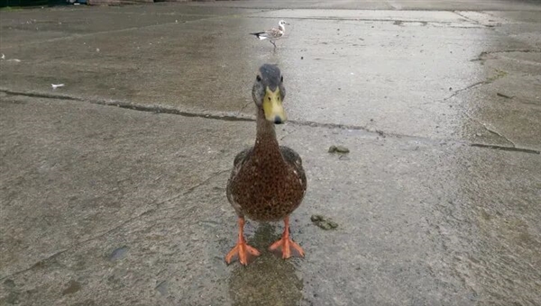 真的想问:下雨天的时候 鸟都在干什么呢