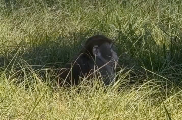 女子开了两枪！美国实验室出逃的最后一只猴子被击毙