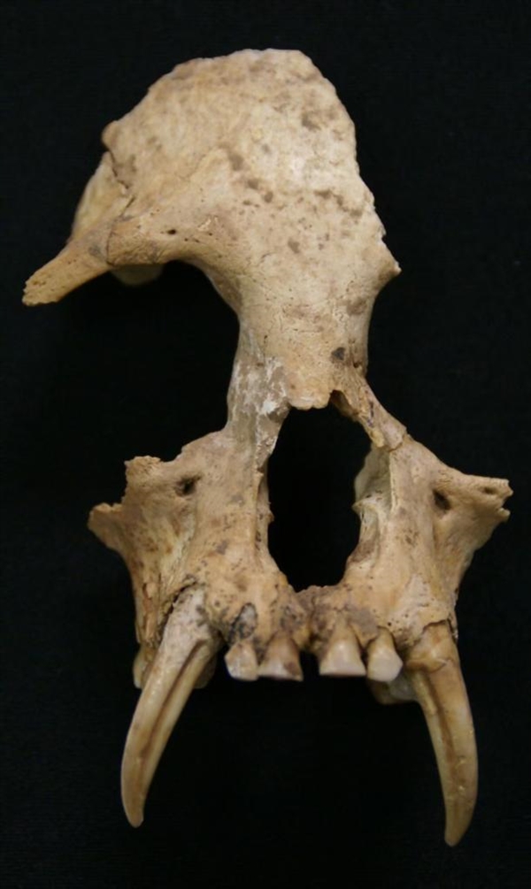 古DNA测序技术最新揭秘:秦始皇祖母陵墓出土长臂猿为灭绝新物种