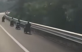 海南高速惊现5辆老年代步车:来过冬的 开导航直接上来了