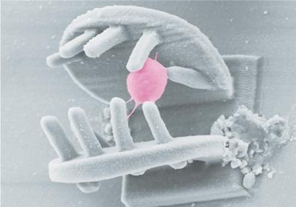 中科院打造3D手型微纳机器人 约40微米可抓取细胞