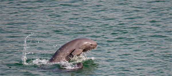 淡水鲸类
