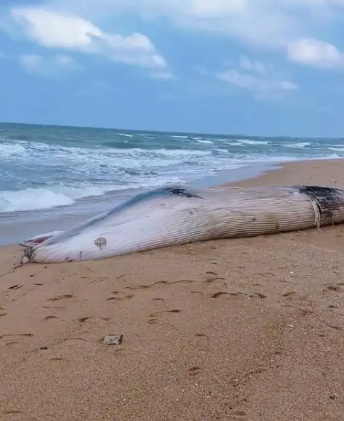 一头鲸鱼在海南沙滩搁浅 体长12.2米 重5-6吨 当地：发现时已死亡