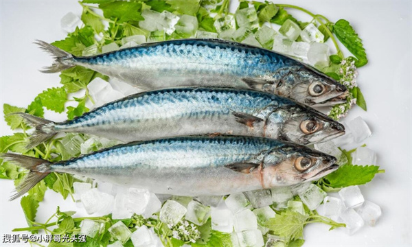 神奇海洋2025年11月15日最新答案揭晓