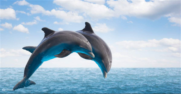 神奇海洋11月16日2025最新答案揭晓