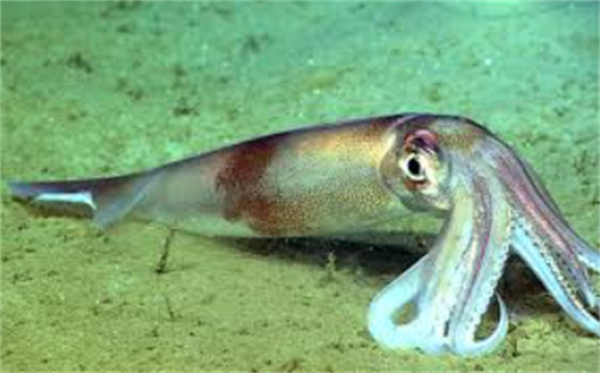 神奇海洋11.17最新2025答案速看