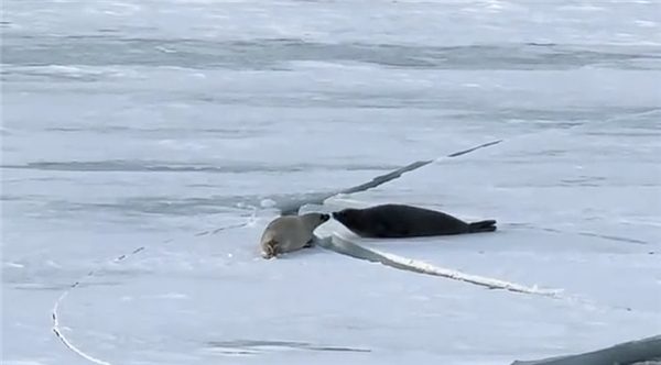 遭员工吐槽后 俞敏洪连发8条南极游视频：还在更新中