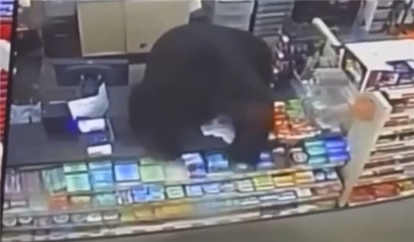 美国黑熊追杀男孩 冲进商店直接跳上收银台