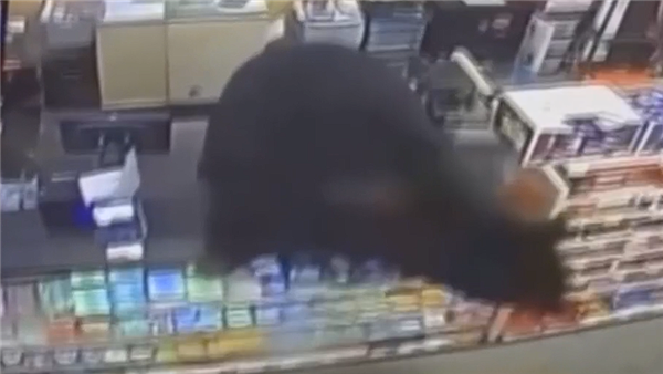 美国黑熊追杀男孩 冲进商店直接跳上收银台