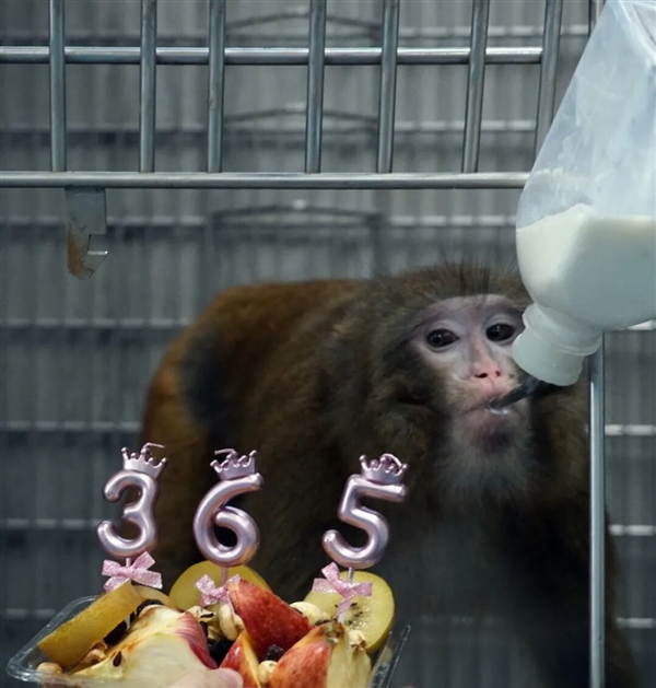美国之外首个!我国异种器官移植猕猴存活已满一年