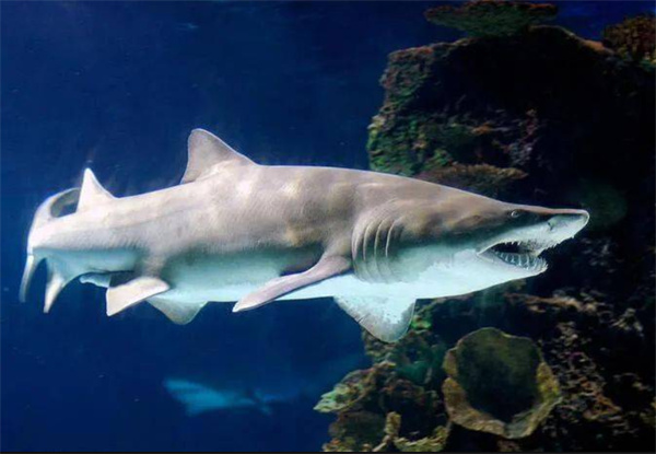 2025神奇海洋11月19日最新答案公布