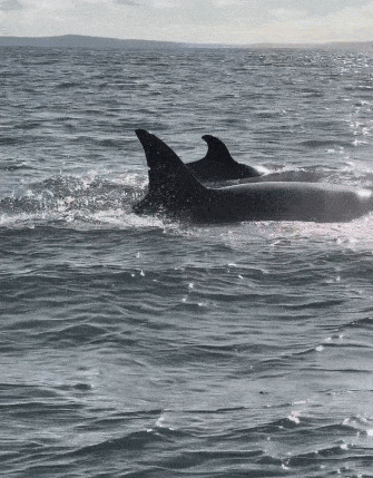 为逃避虎鲸群围猎 海豹跳上人类小船逃命