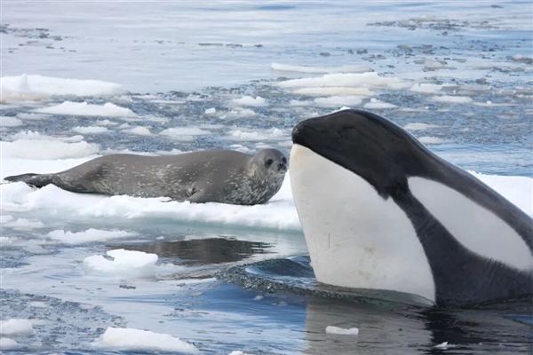 为逃避虎鲸群围猎 海豹跳上人类小船逃命