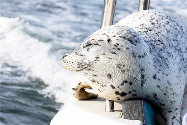 为逃避虎鲸群围猎 海豹跳上人类小船逃命