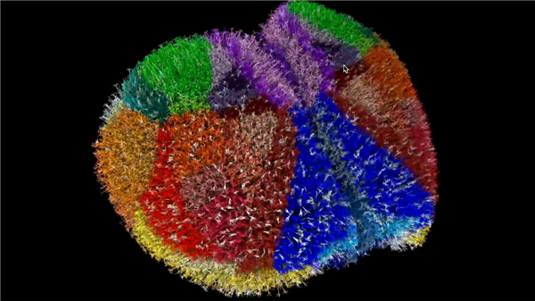 全球最真实动物大脑模型诞生:260亿个神经元突触!