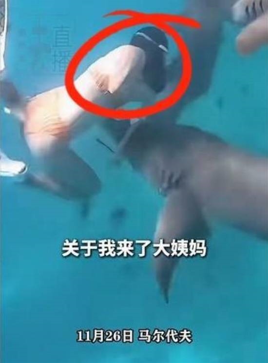 女子生理期海下潜水被鲨鱼咬伤：血腥味刺激鲨鱼