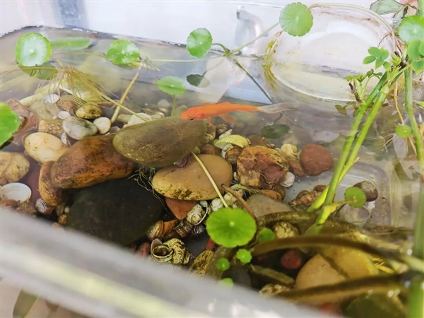 宠物金鱼北美泛滥：成群结队 堪称金鱼蝗灾”