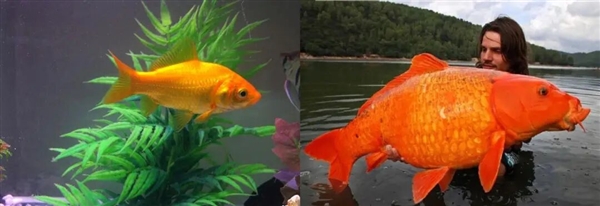 宠物金鱼北美泛滥：成群结队 堪称金鱼蝗灾”