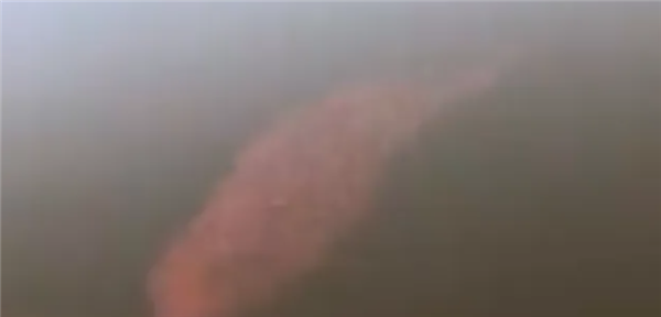 宠物金鱼北美泛滥：成群结队 堪称金鱼蝗灾”