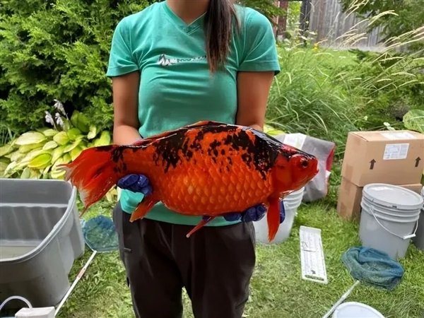 宠物金鱼北美泛滥：成群结队 堪称金鱼蝗灾”