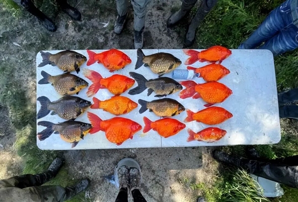 宠物金鱼北美泛滥：成群结队 堪称金鱼蝗灾”
