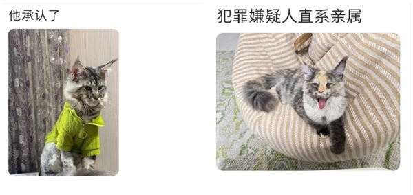 电影《疯狂动物城2》热映:一夜之间所有的缅因猫都在被盘问