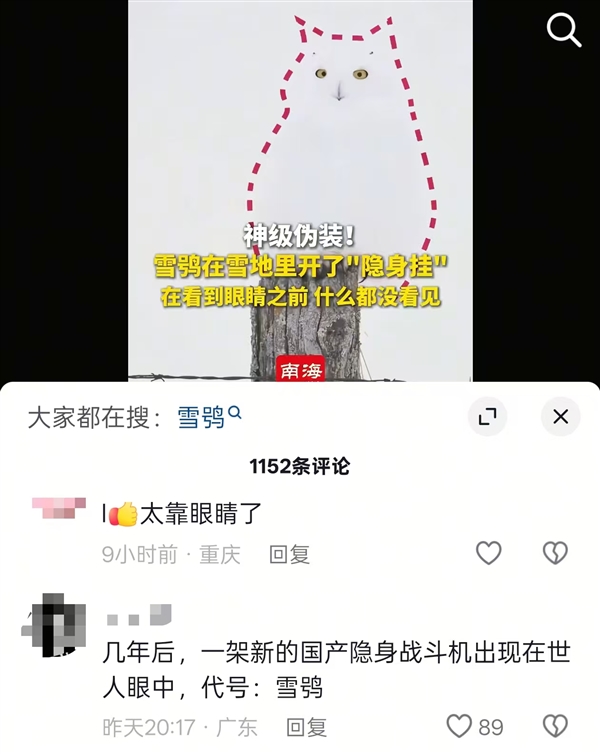 雪鸮在雪地里开了“隐身挂” 网友：新一代隐形战机有代号了