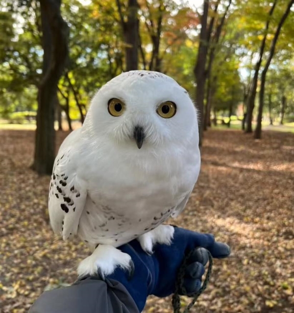 雪鸮在雪地里开了“隐身挂” 网友：新一代隐形战机有代号了