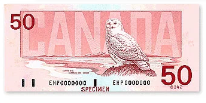 雪鸮在雪地里开了“隐身挂” 网友：新一代隐形战机有代号了