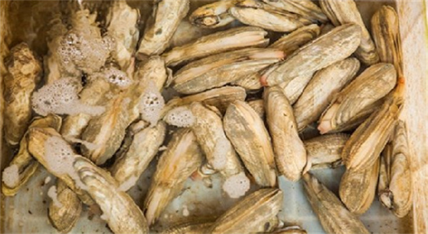 缢蛏贝壳特征图示