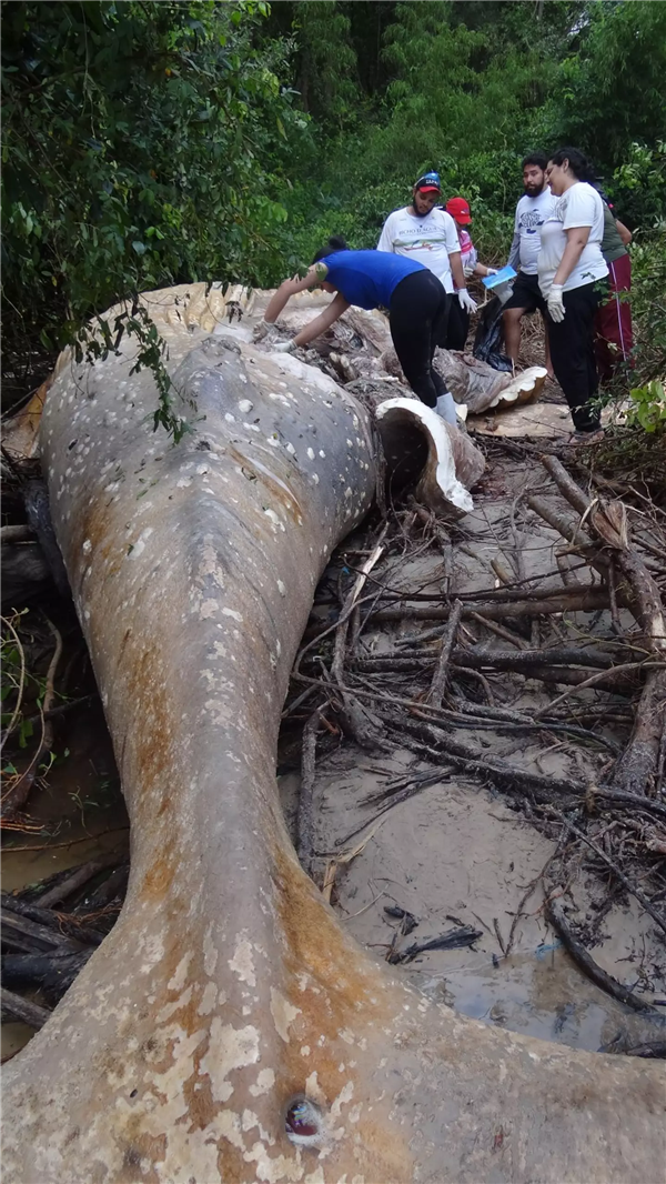 8米长10吨重的座头鲸 神秘现身亚马逊丛林!